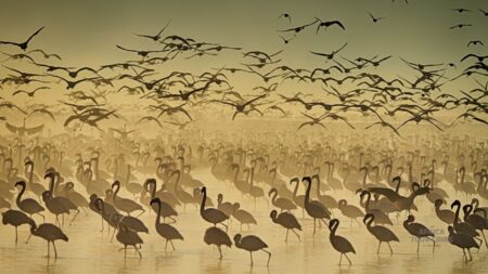 Luxury safari in Africa – what can it offer?