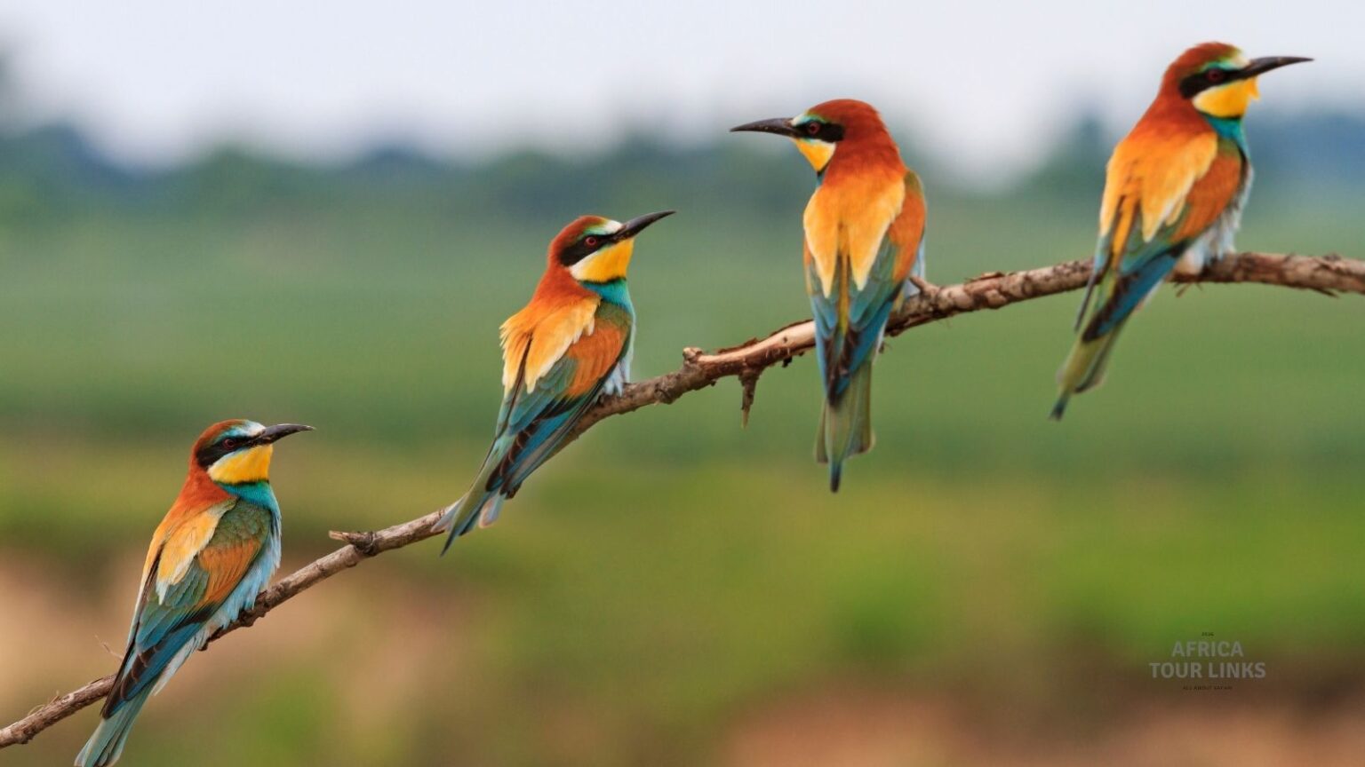 Bee-eater Bee-eater