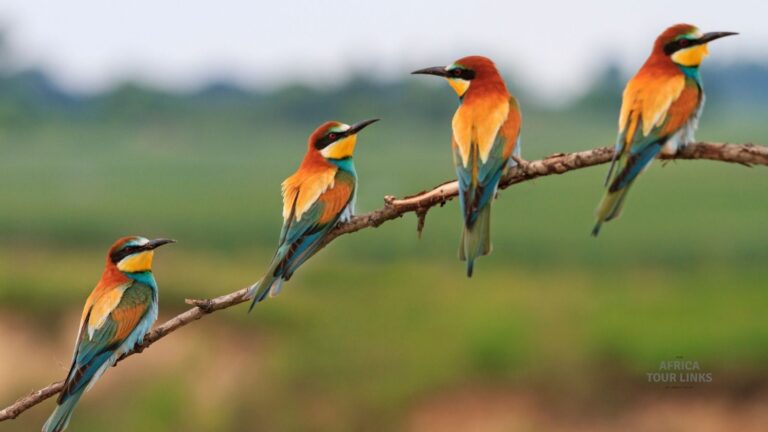 Bee-eater