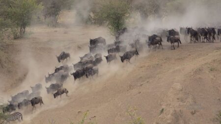 The three best parks in Kenya for photo safari