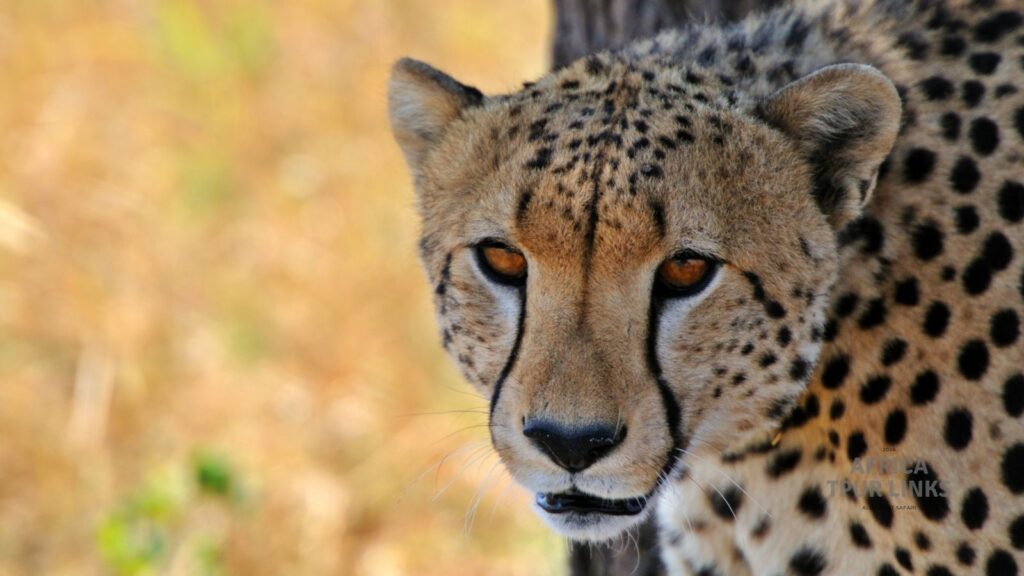 Tanzania African Big Cats:The Kings and Hunters of the Wild