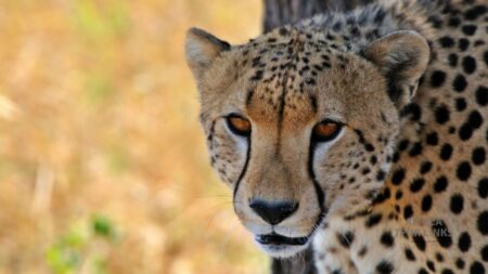 Tanzania African Big Cats:The Kings and Hunters of the Wild