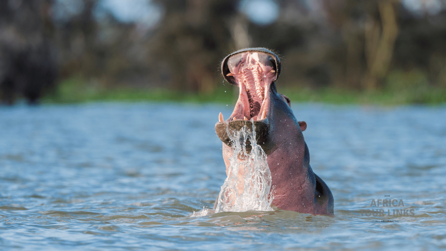 Hippo