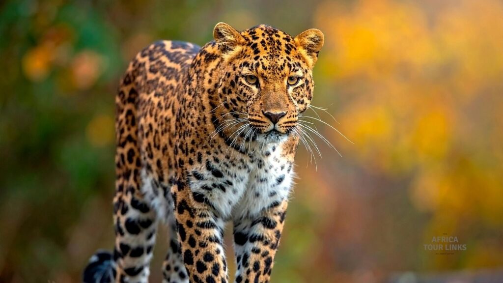 51cat-1024x576-1