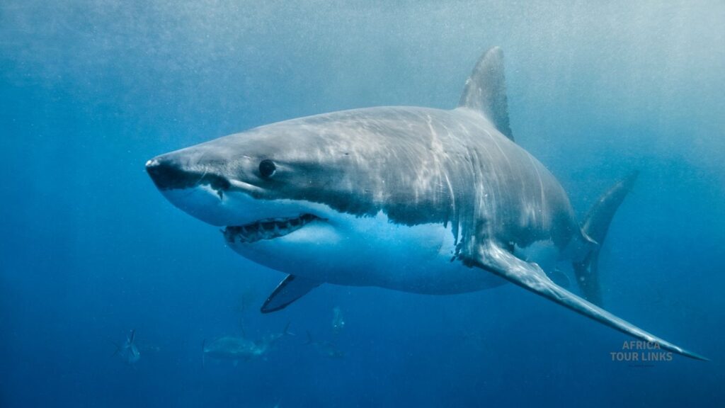 Great white shark diving