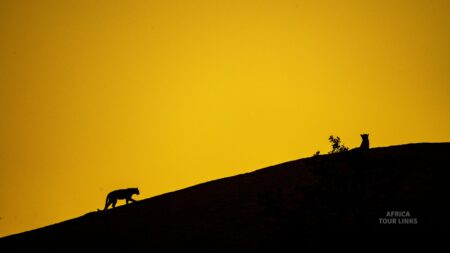 How Much Does a Safari in Africa Cost?