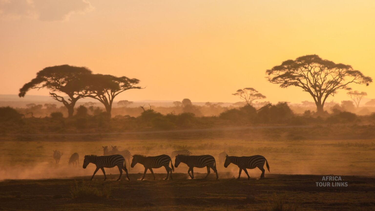 Which Country Should You Choose for a Safari?
