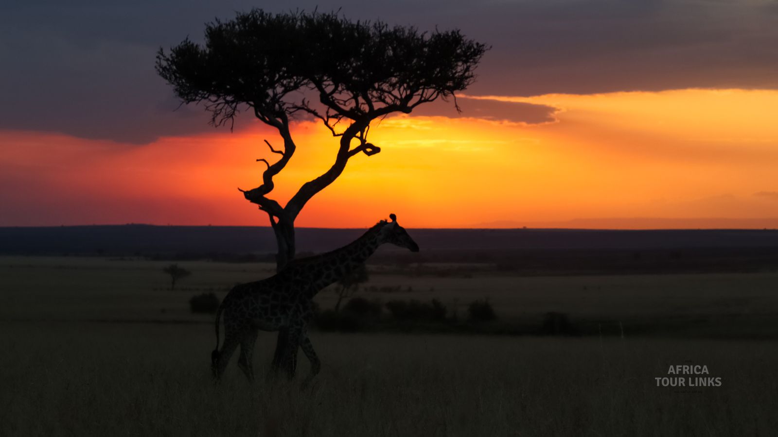 Wildlife-Africa-1-2