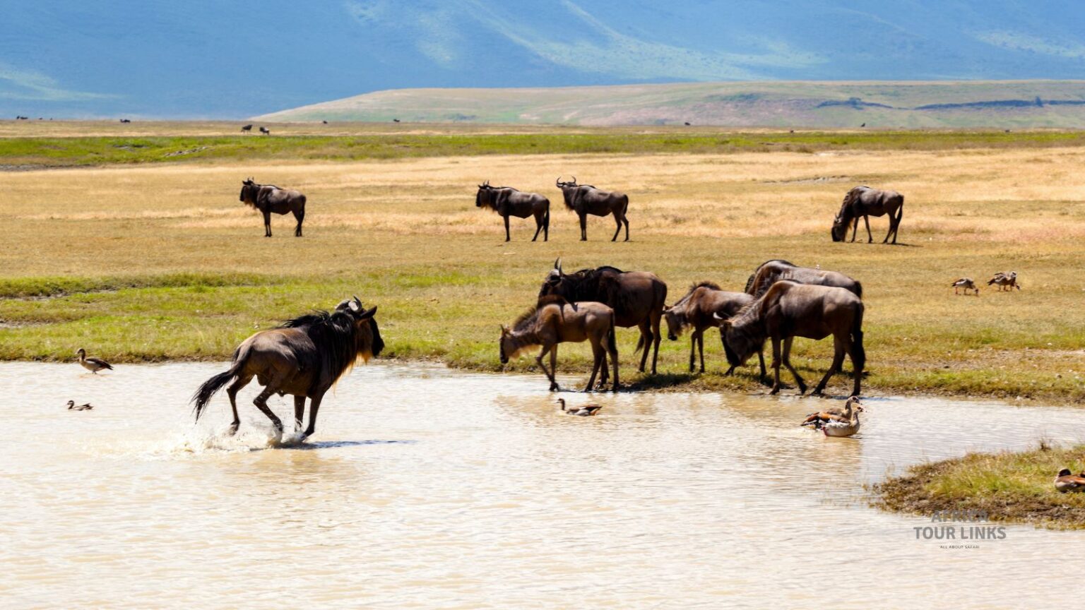 Wildlife-Africa-10-1
