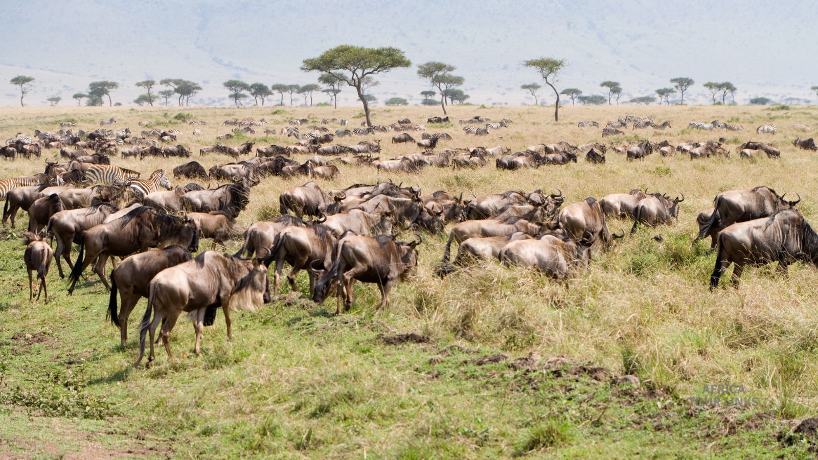 Wildlife-Africa-11