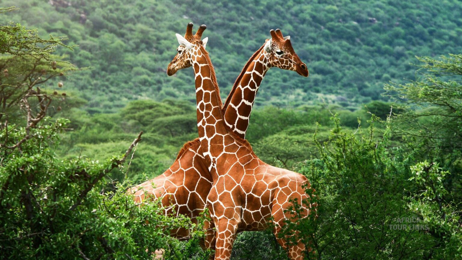 Africa Travel Guide: Discover the World's Most Extraordinary Tourism Destination