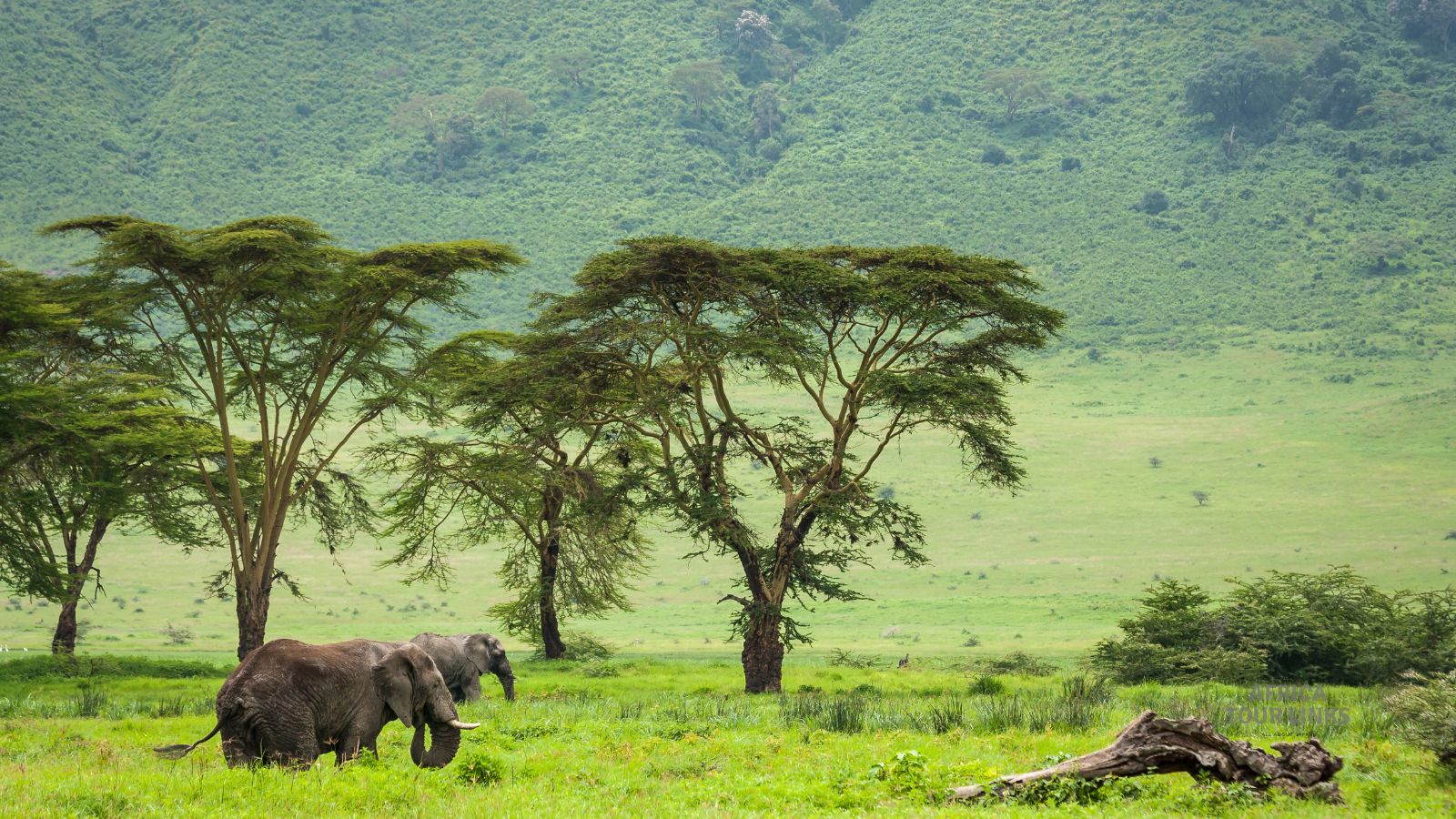 Wildlife-Africa-15