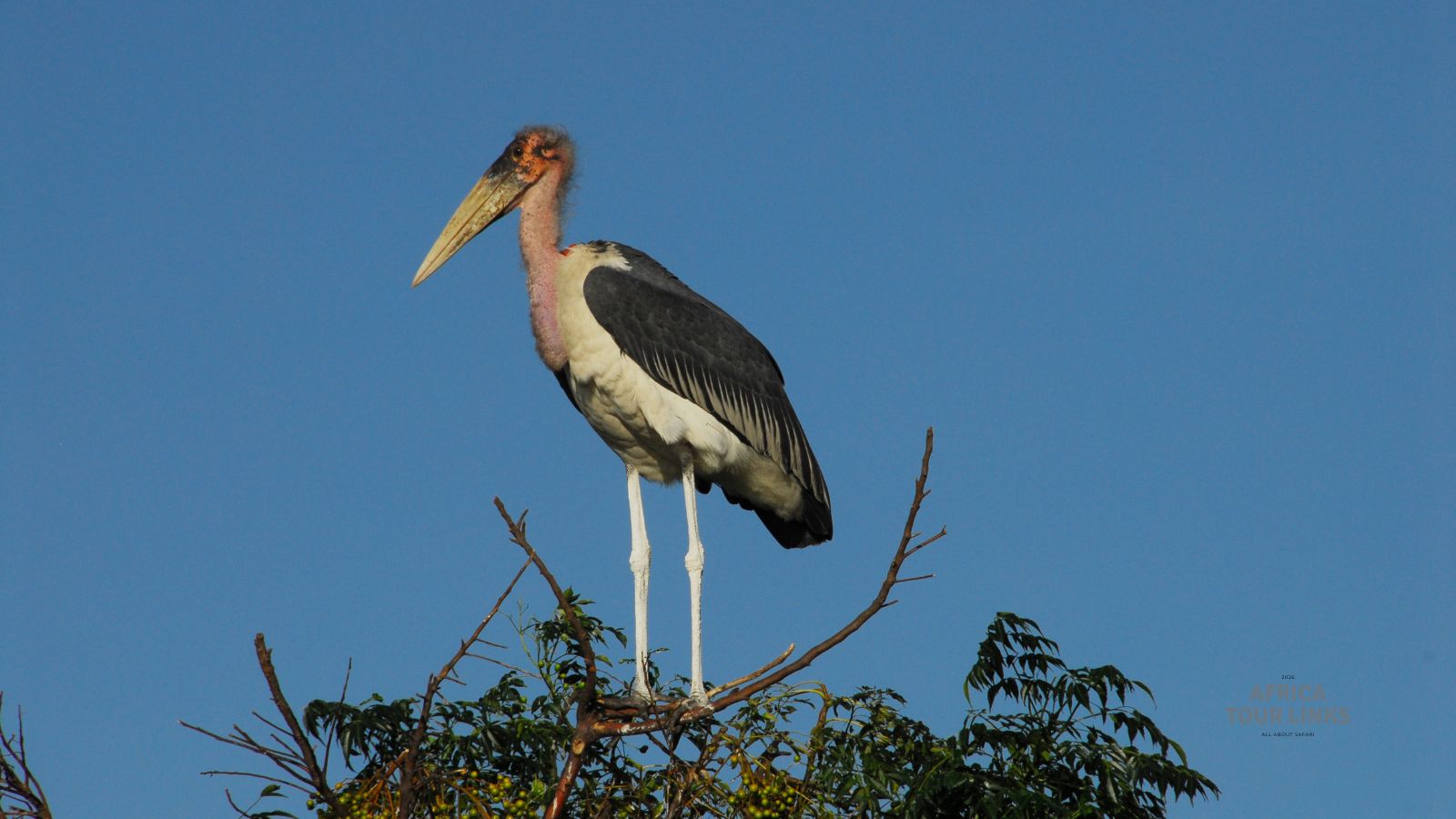 Wildlife-Africa-17