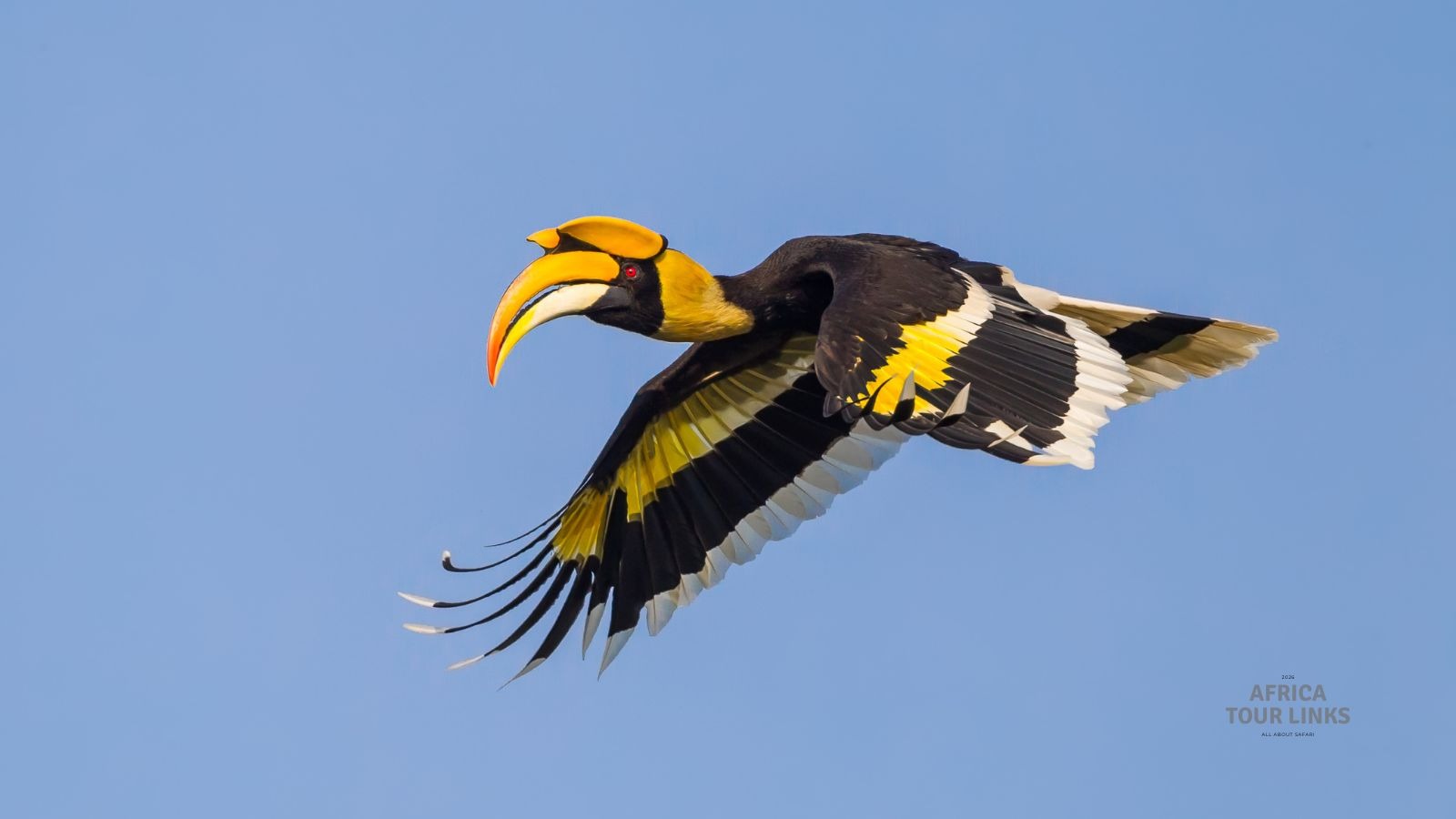 Wildlife-Africa-18