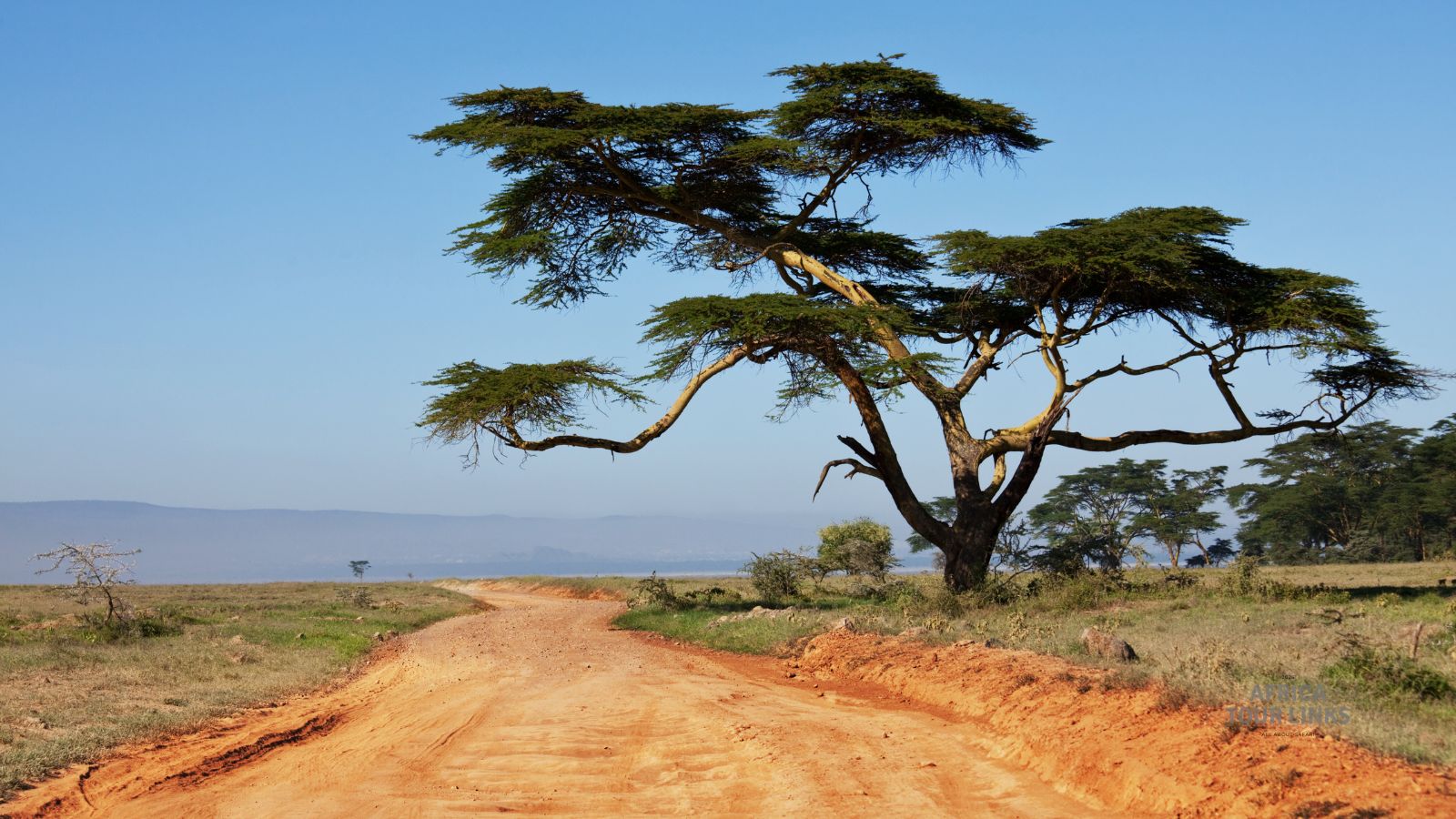 Wildlife-Africa-2