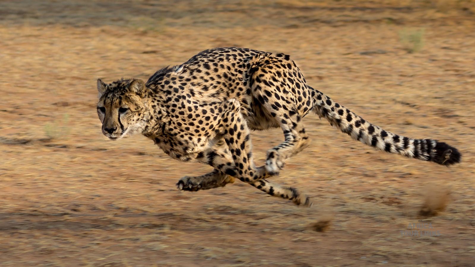 Wildlife-Africa-34