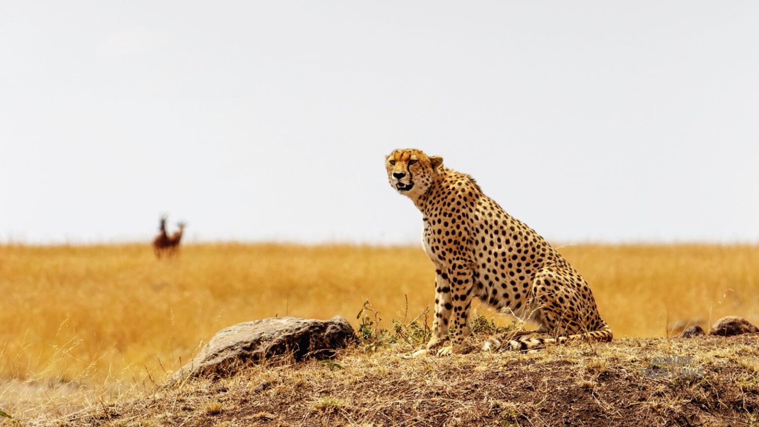 Wildlife-Africa-35