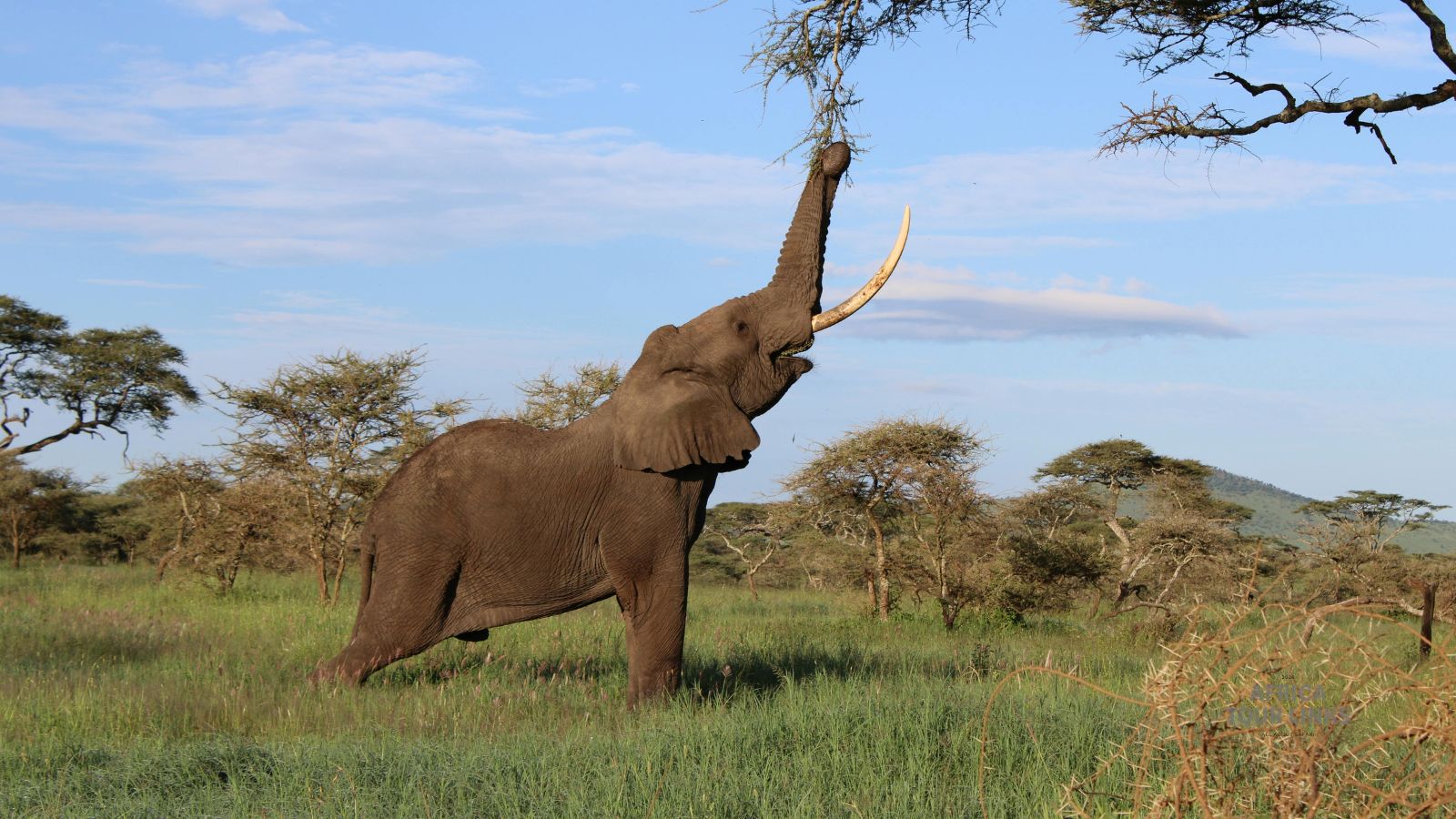 Wildlife-Africa-4-1