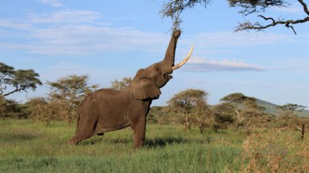 8 days Great Wildebeest Safari