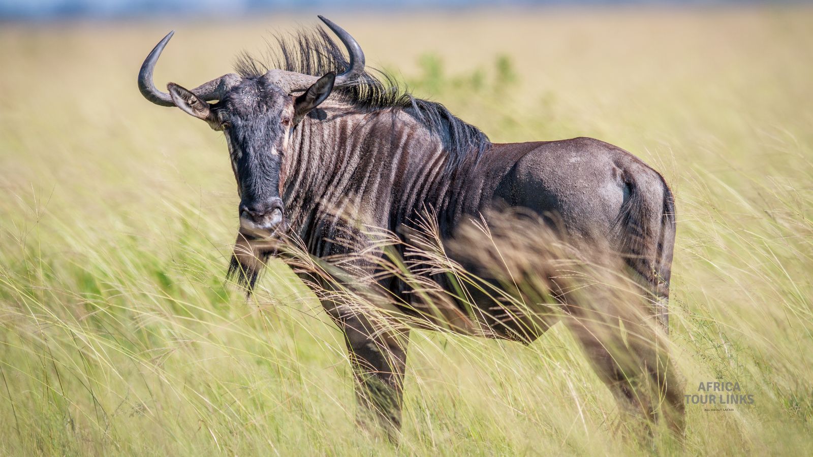 Wildlife-Africa-5
