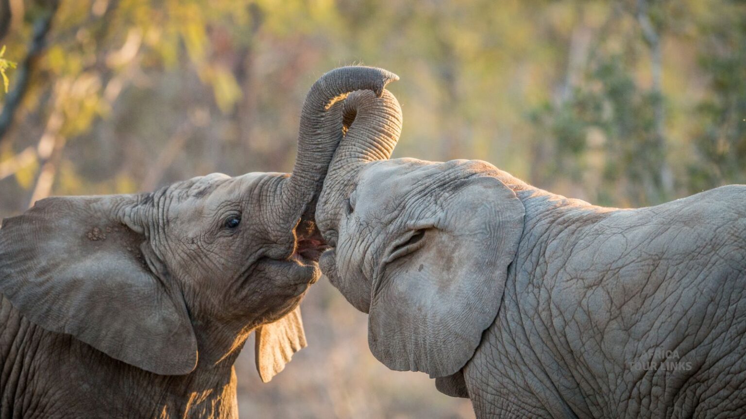 Wildlife-Africa-50