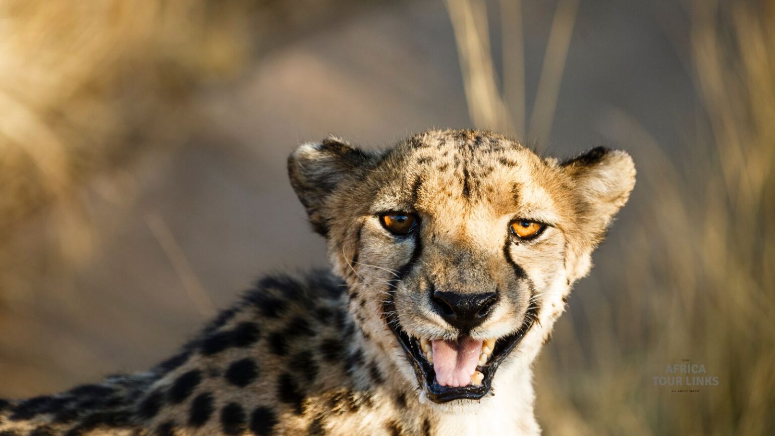 Wildlife-Africa-52