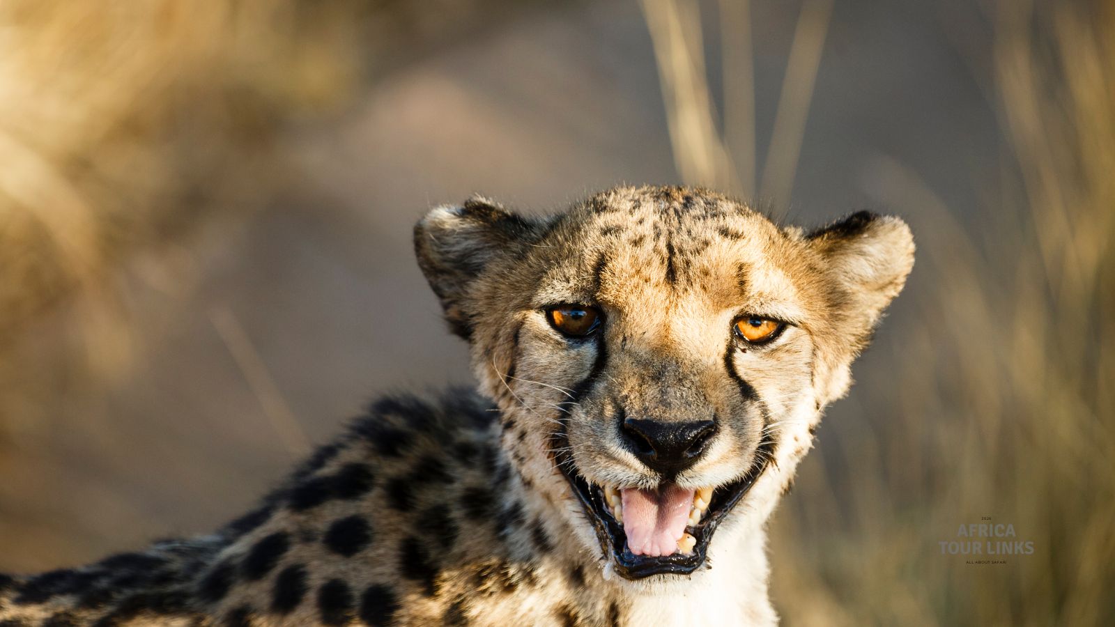 Wildlife-Africa-52