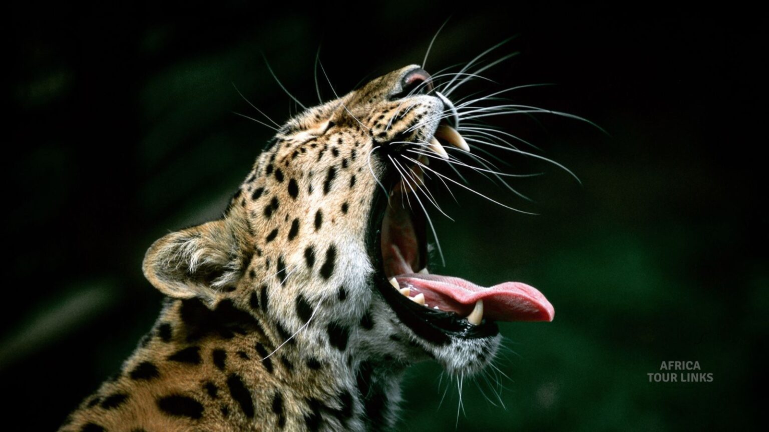 Wildlife-Africa-53