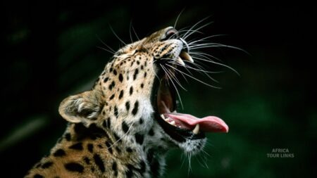 4 Days Tanzania Group Safari Tarangire,Serengeti $ Ngorongoro