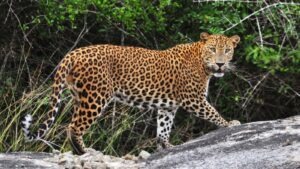 The Wonders of Nyerere National Park