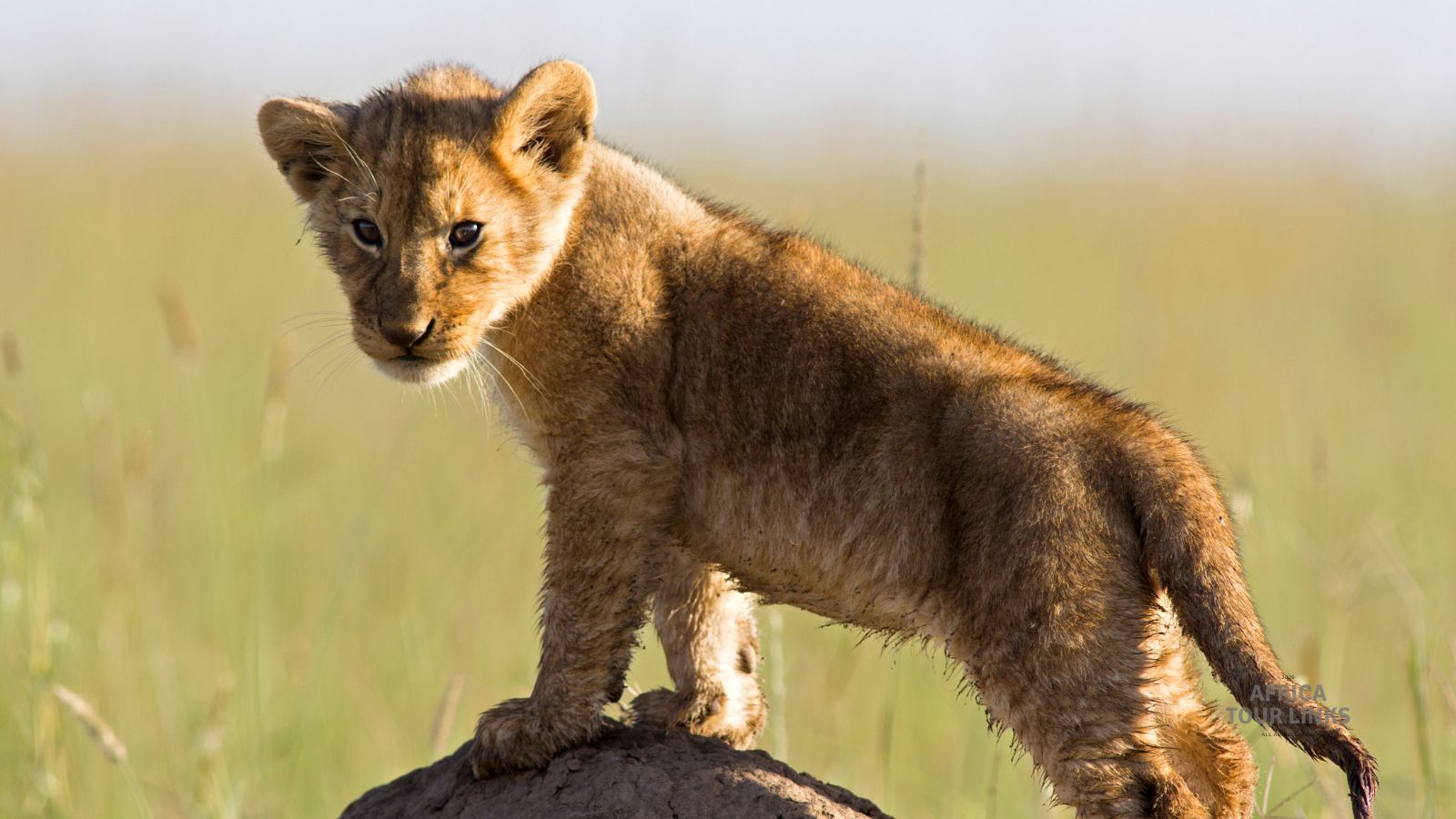 Wildlife-Africa-55