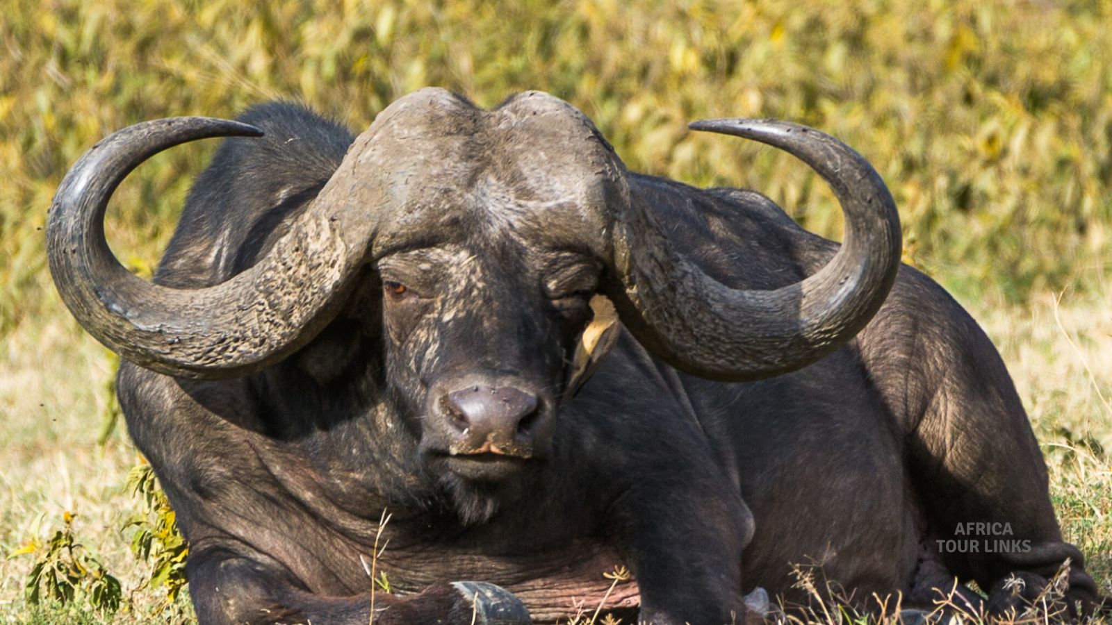 Wildlife-Africa-59