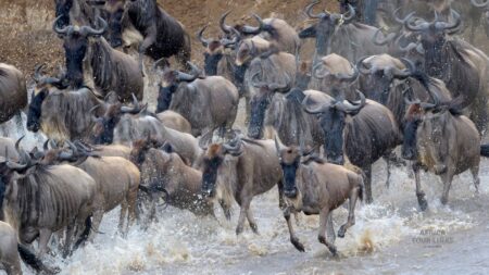 4 Days Tanzania Budget Camping Safari