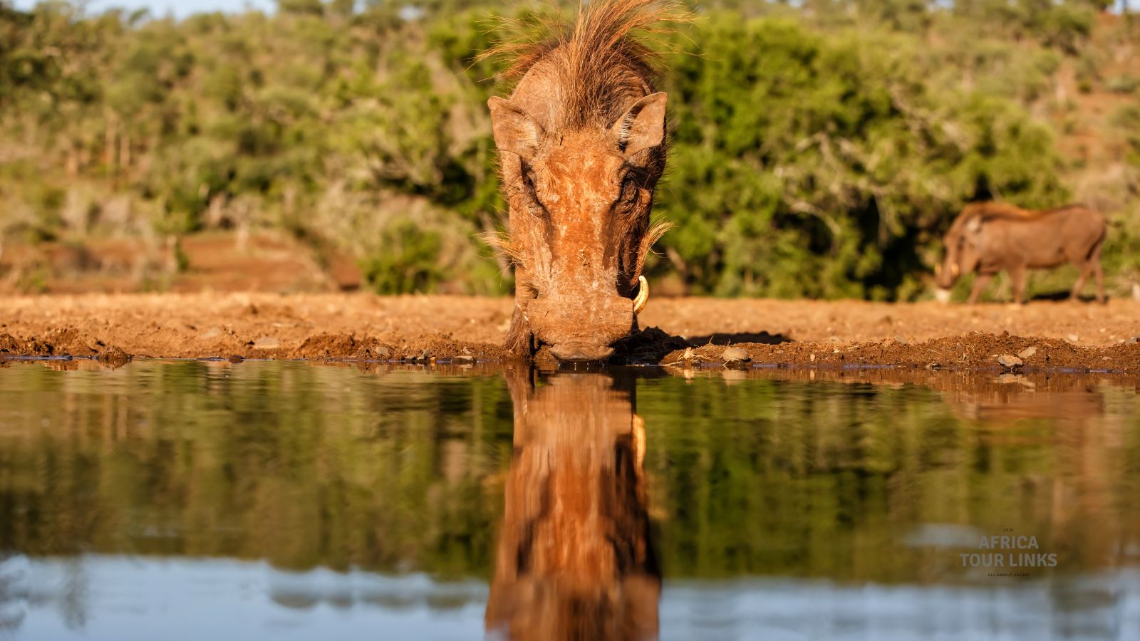 Wildlife-Africa-7