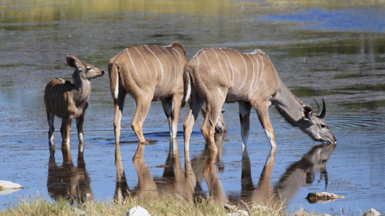 Wildlife-Africa-8-1