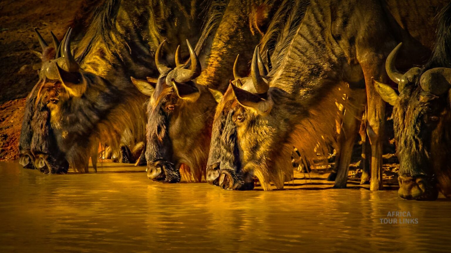 Wildlife-Africa-9