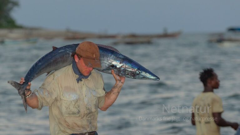 Pangani: Africa's Ultimate Big Game Fishing Destination
