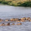 Kati-Kati-Mara-Tented-Camp-4-100x100-1