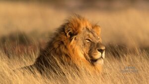 Mikumi National Park: Big Wildlife, Wild Southern Tanzania