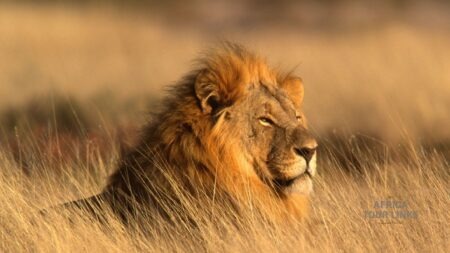 Mikumi National Park: Big Wildlife, Wild Southern Tanzania