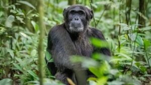 Gombe National Park Chimpanzee Trekking
