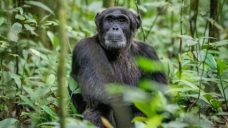 Gombe National Park Chimpanzee Trekking