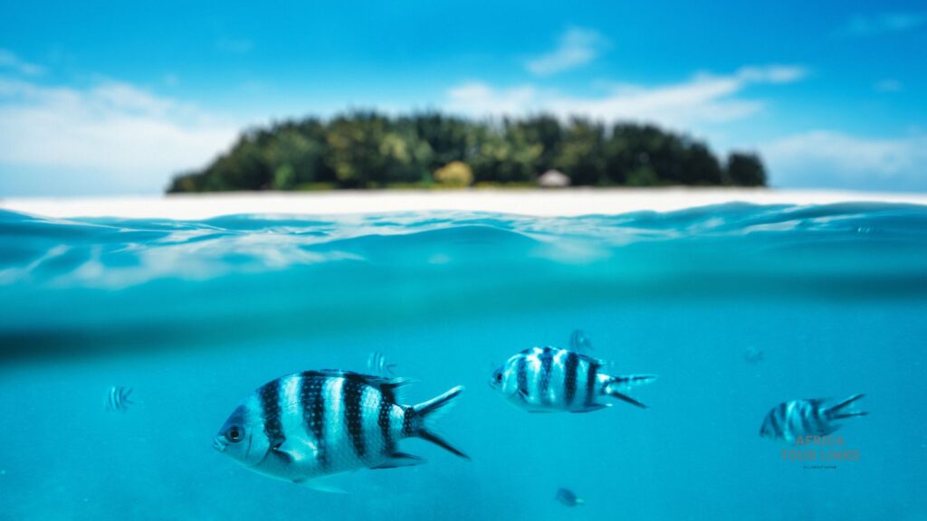 Zanzibar Travel Guide : Beaches, Culture & Island Adventures