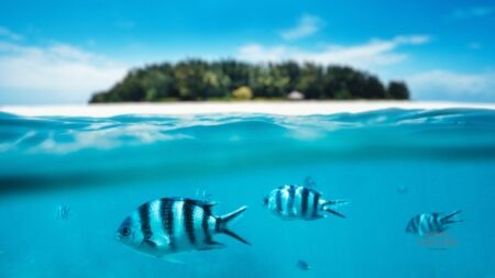 Zanzibar Travel Guide : Beaches, Culture & Island Adventures