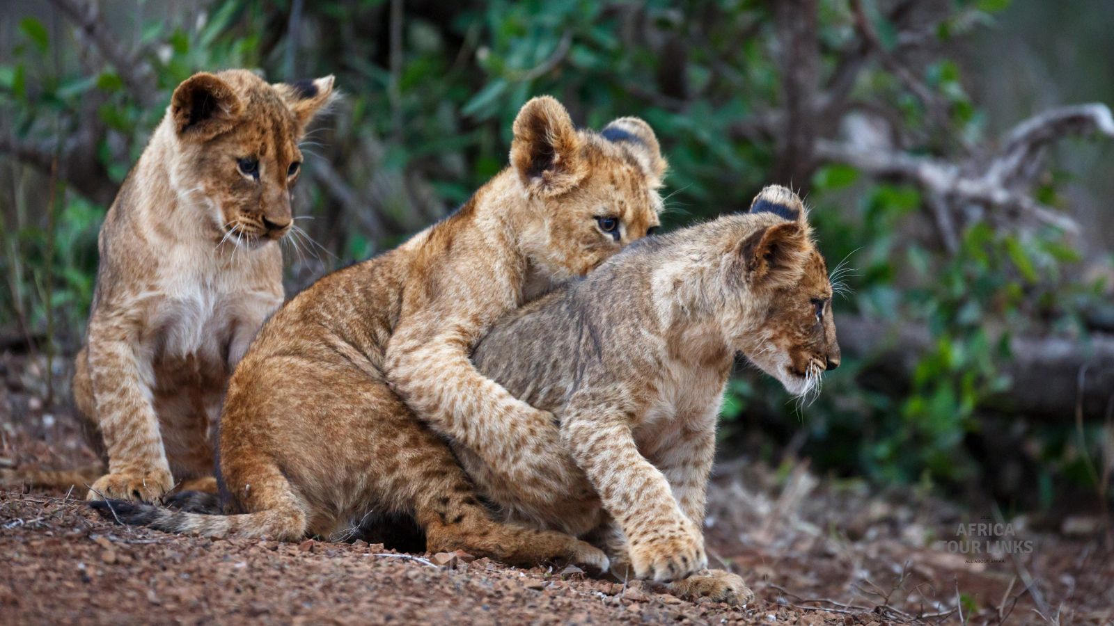 Wildlife-Africa-19-1