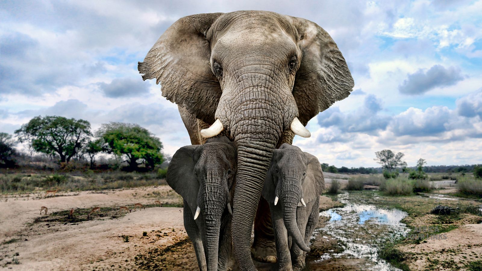 Wildlife-Africa-20-1