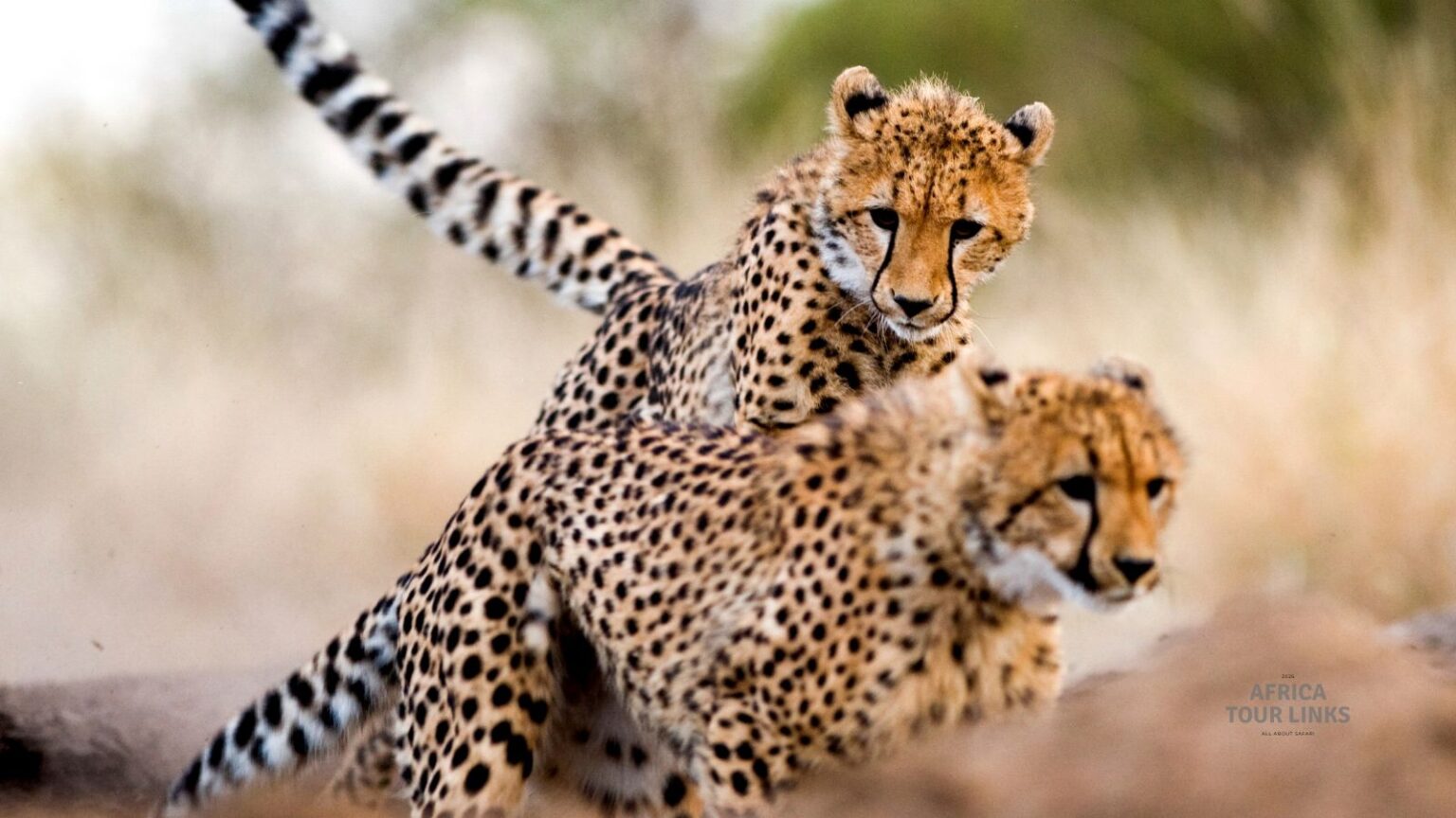 Wildlife-Africa-21-3