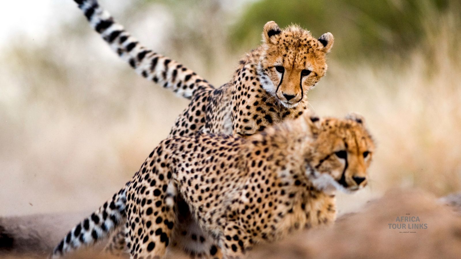 Wildlife-Africa-21-3