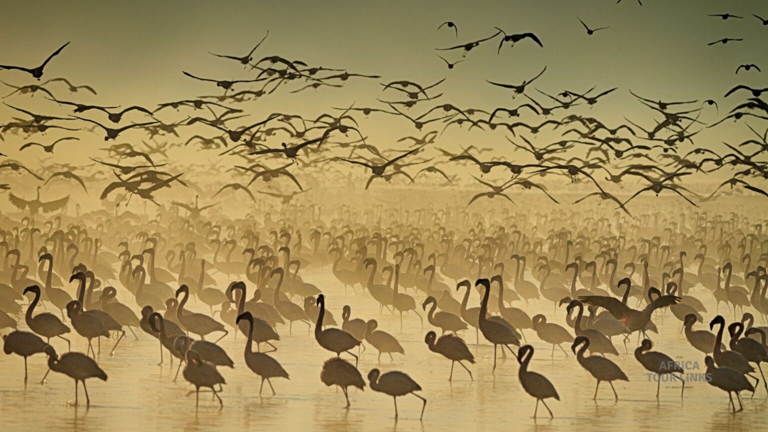 Wildlife-Africa-23-1