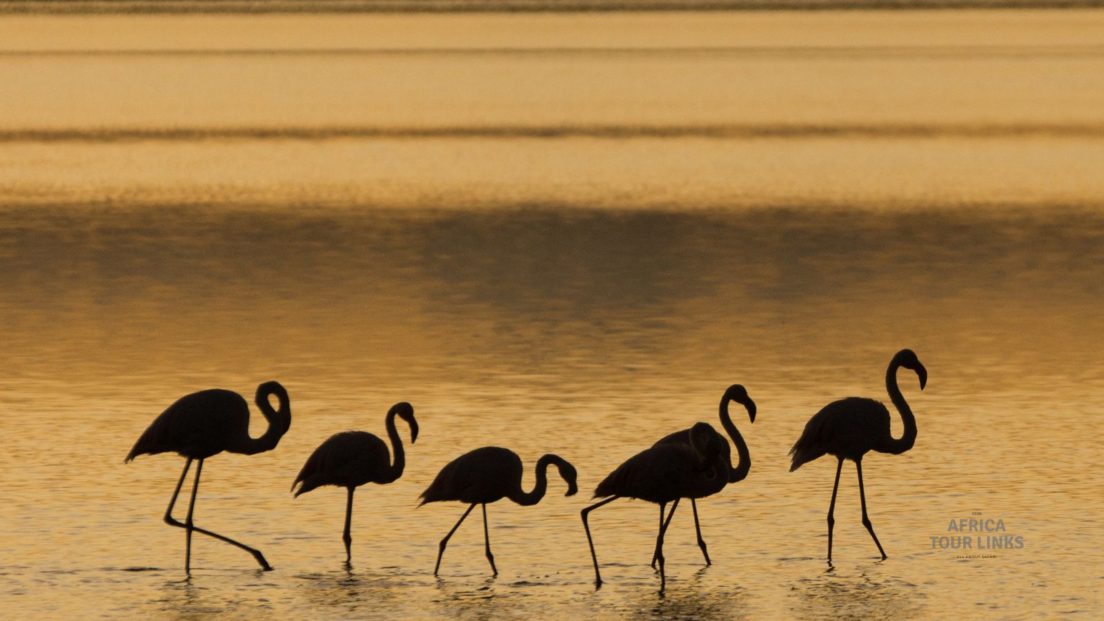 Wildlife-Africa-24-1